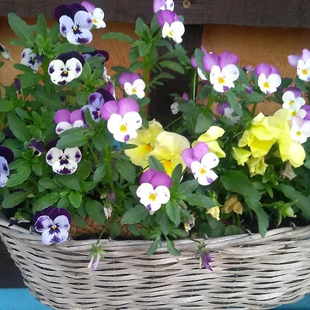 Fatrapark 1 U Sovicky Studio, Kuchynka, Kupelna,s Balkonom Gratis Parkovanie V Podzemnej Garazi * Rużomberk